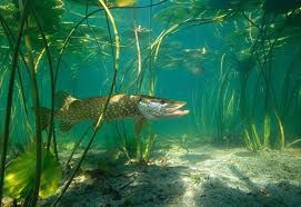 Ouverture du Brochet