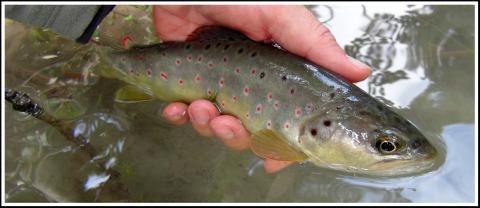 Fermeture anticipée de la pêche en 1ère catégorie dans le  51