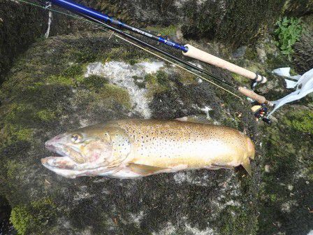 LA BIENNE DE NOUVEAU A L'AGONIE