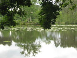 Etang de la Glacière