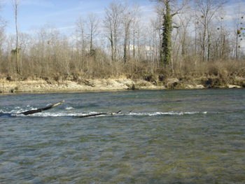 La Basse rivière d'Ain