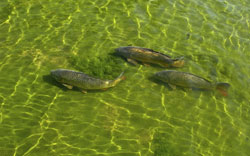 Technique de pêche : pêche à la carpe